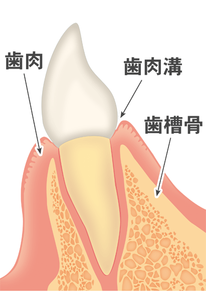歯肉、歯肉溝、歯槽骨